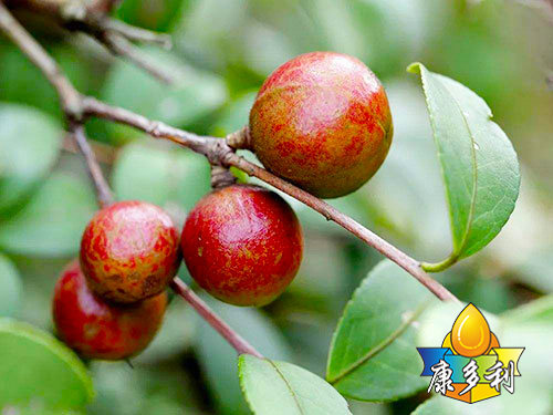 �л��Ͳ����2