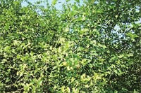 ks��ʱ,�Ͳ�ݪֲ�����ӹ�����,ֲ����ݪֲ�����ӹ�����