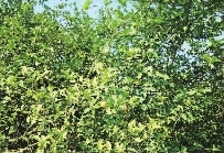 ks��ʱ,�Ͳ�ݪֲ�����ӹ�����,ֲ����ݪֲ�����ӹ�����